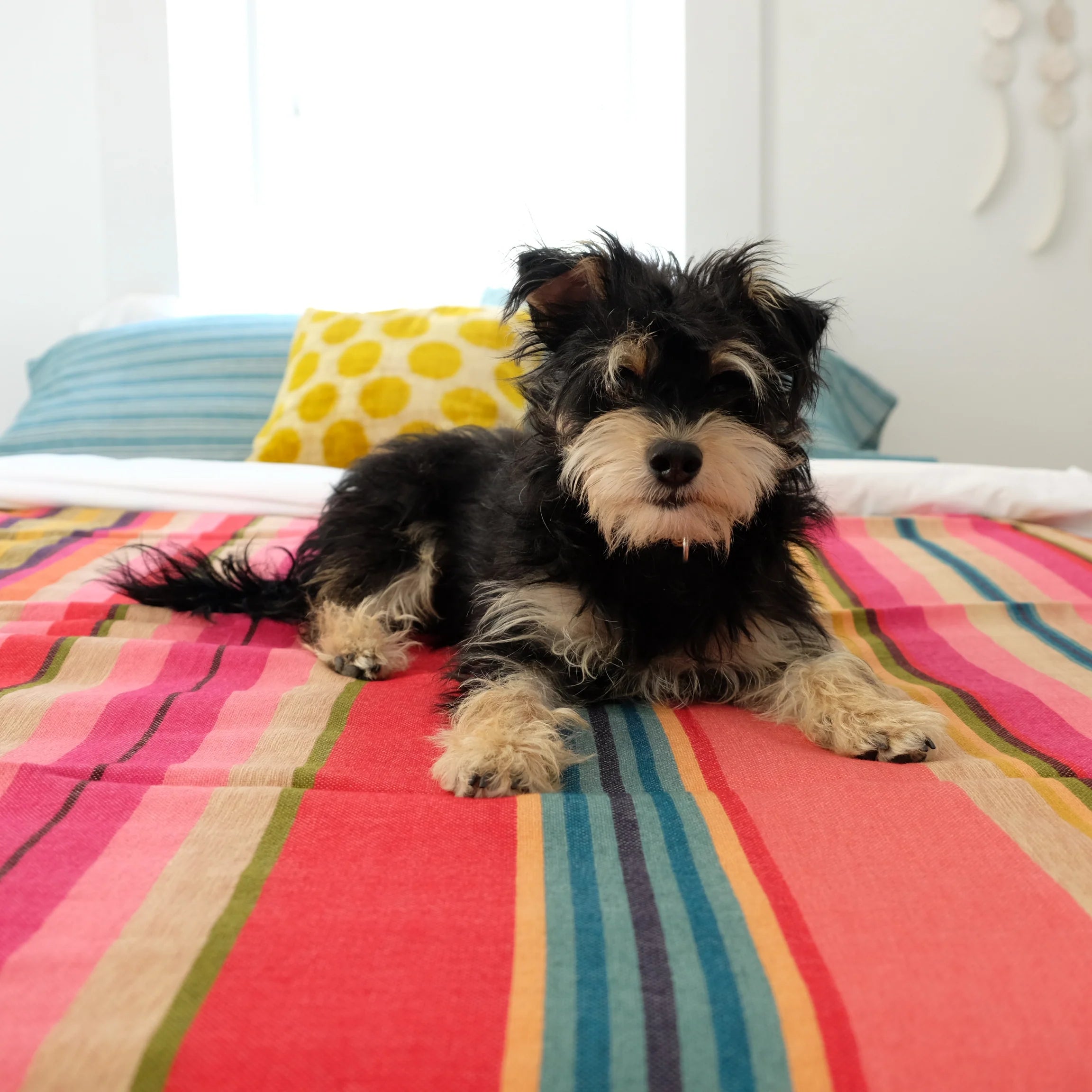 Desert Blanket Collection