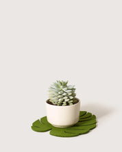 Merino Wool Monstera Leaf Trivet - Medium