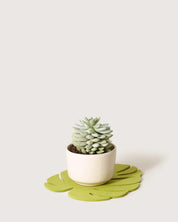 Merino Wool Monstera Leaf Trivet - Medium