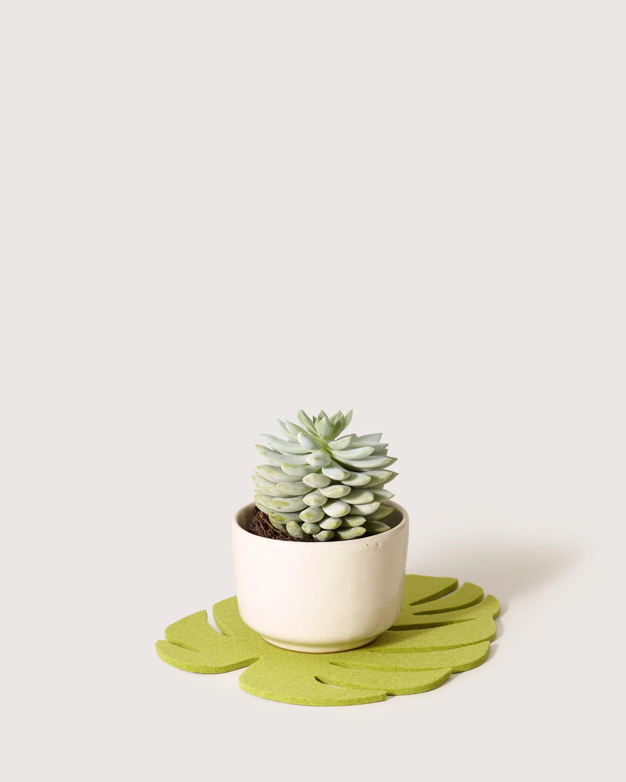 Merino Wool Monstera Leaf Trivet - Medium