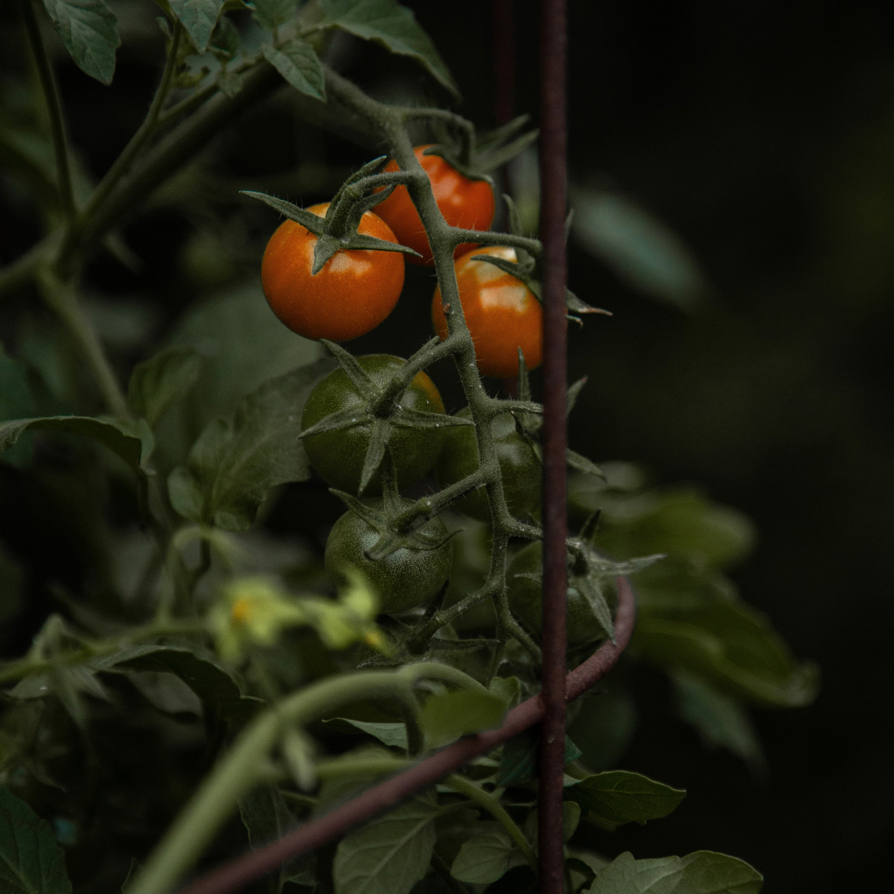 The Greenhouse Candle - Tomato Leaf, lifestyle