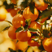 Pixie Tangerine Marmalade detail