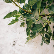 The Solarium Candle, fig foliage lifestyle image