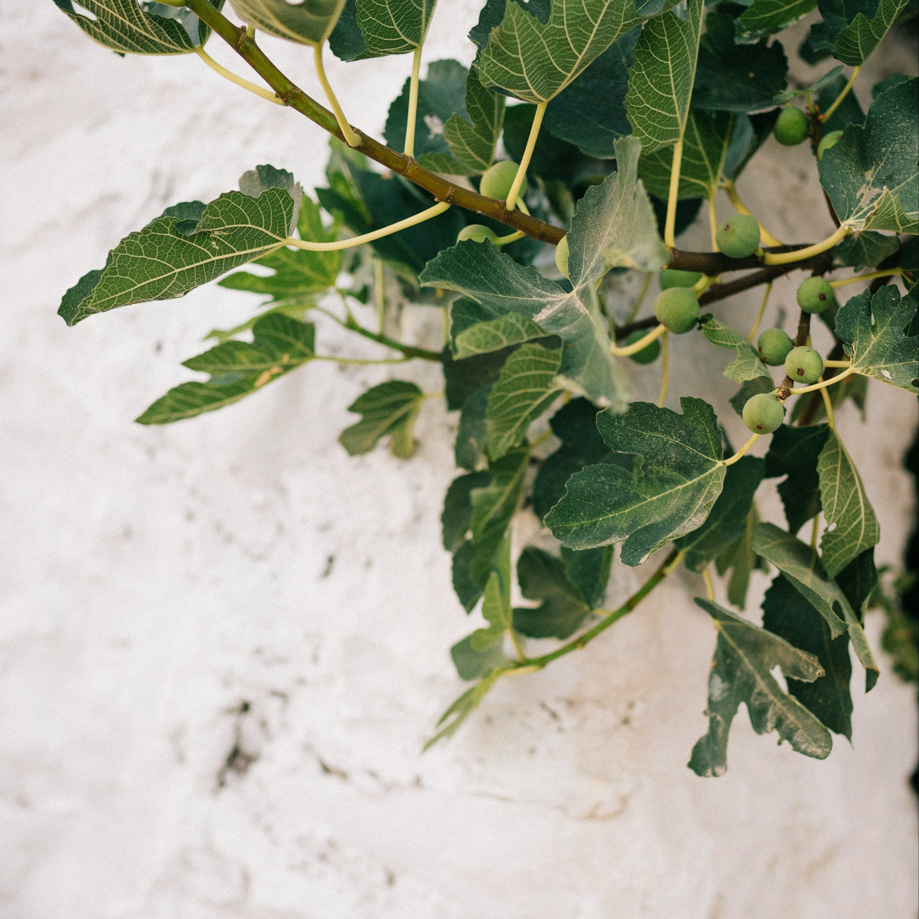 The Solarium Candle, fig foliage lifestyle image
